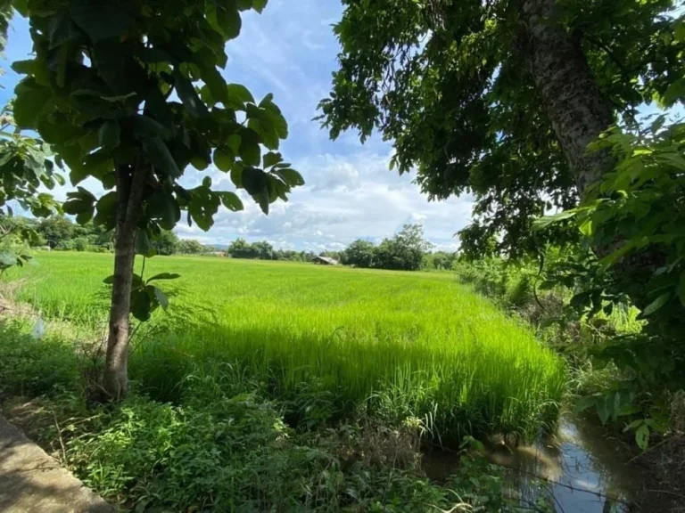 ขายด่วนที่ดินแม่ปูคา 300 ตรว อสันกำแพง เชียงใหม่