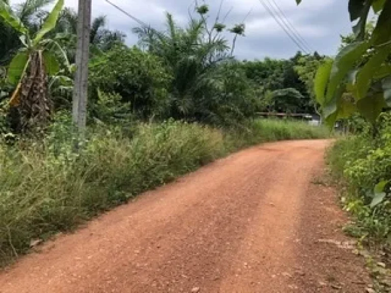 ที่ดินสวนต้นปาล์มเต็มพื้นที่ ติดถนนบนเกาะลันตา เหมาะสำหรับทำบ้านพักตากอากาศ บังกะโลเล็กๆ