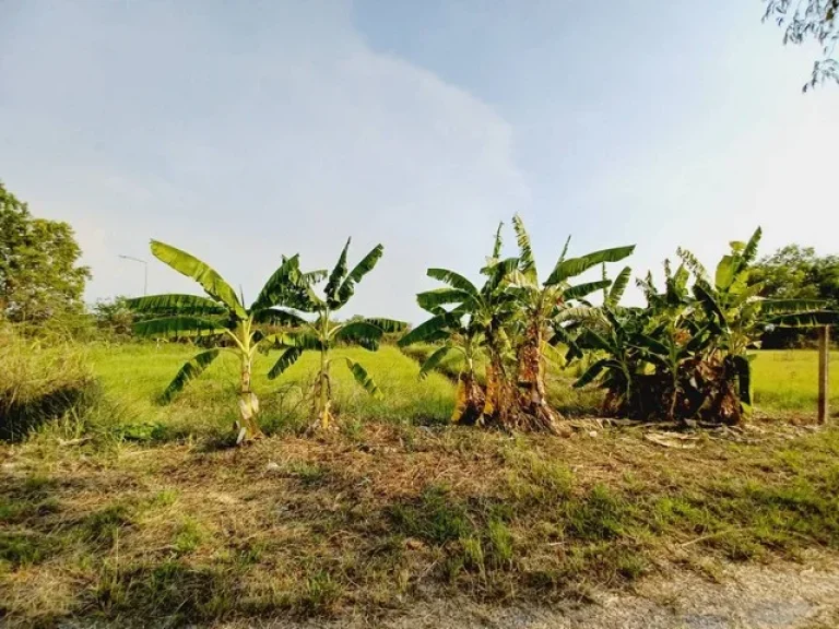 ขายที่ดิน คลอง 15 องครักษ์ 100 ตรว เหมาะปลูกบ้าน ทำการเกษตร หรือเก็บซื้อไว้เก็งกำไรในอนาคตได้