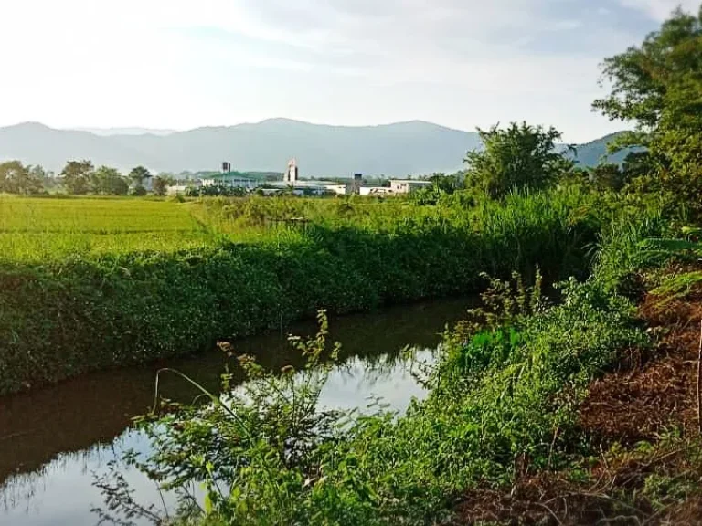 ที่ดินเปล่าพร้อมบ้านไม้สไตล์หลองข้าว ที่ดินติดแม่น้ำ บ้านดู่เมืองเชียงราย