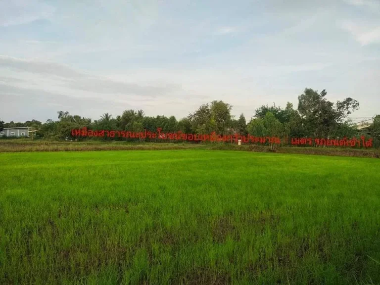 ที่นาสวย ใกล้ทางหลวงพิมาย - ชุมพวง ติดเหมืองสารธารณะประโยชน์ บ้านตะบอง