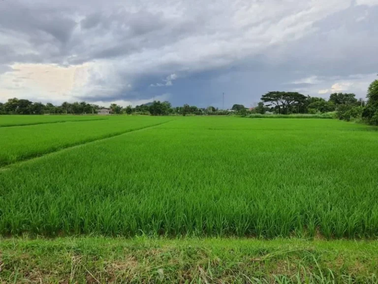 ขายที่ดิน ติดบายพาส วงแหวนทิศตะวันออก เส้นไปสนามบิน อเมือง จเชียงราย