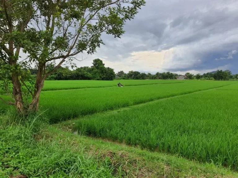 ขายที่ดิน ติดบายพาส วงแหวนทิศตะวันออก เส้นไปสนามบิน อเมือง จเชียงราย