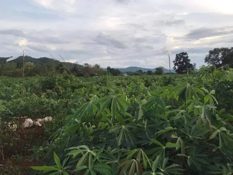 ขายที่ดินถมแล้ว 116 ตรว มสหกรณ์ 3 อปากเกร็ด จนนทบุรี ห่างจากถนนใหญ่เพียง 100 เมตร 10 นาทีถึง เซ็นทรัลแจ้งวัฒนะ