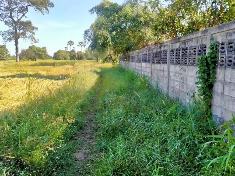 ขายบ้านเดี่ยวพร้อมที่ดิน บ้านหนองซองแมว ตทุ่งนางโอก อเมือง จยโสธร