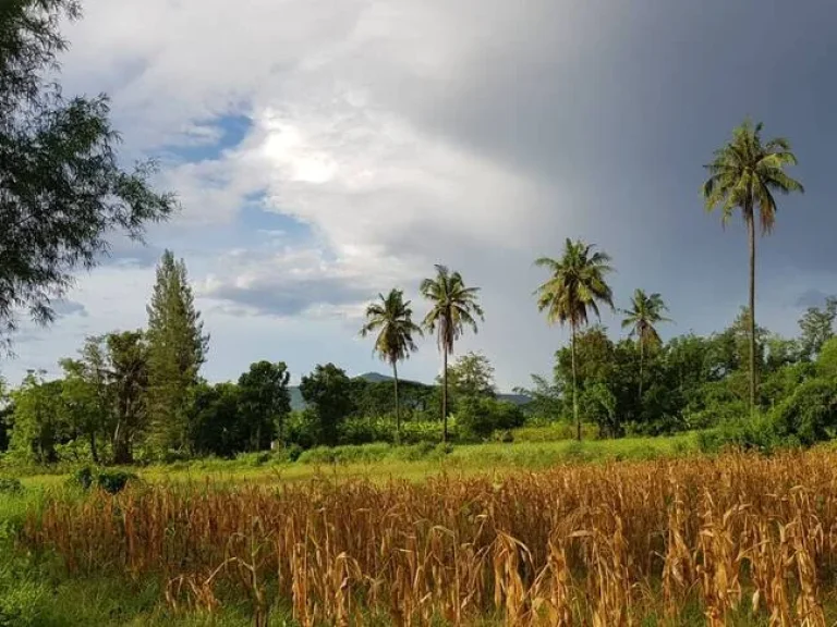 ที่ดินสวนสวยไม่ต้องถม วิวภูเขาอุดมสมบูรณ์ 65ไร่เศษ หน้า-หลังกว้างติดถนนในชุมชนไฟฟ้าประปาพร้อม ใกล้ถนนใหญ่แก่งกระจาน1กม