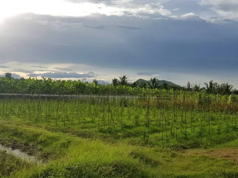 ที่ดินสวนสวยไม่ต้องถม วิวภูเขาอุดมสมบูรณ์ 65ไร่เศษ หน้า-หลังกว้างติดถนนในชุมชนไฟฟ้าประปาพร้อม ใกล้ถนนใหญ่แก่งกระจาน1กม