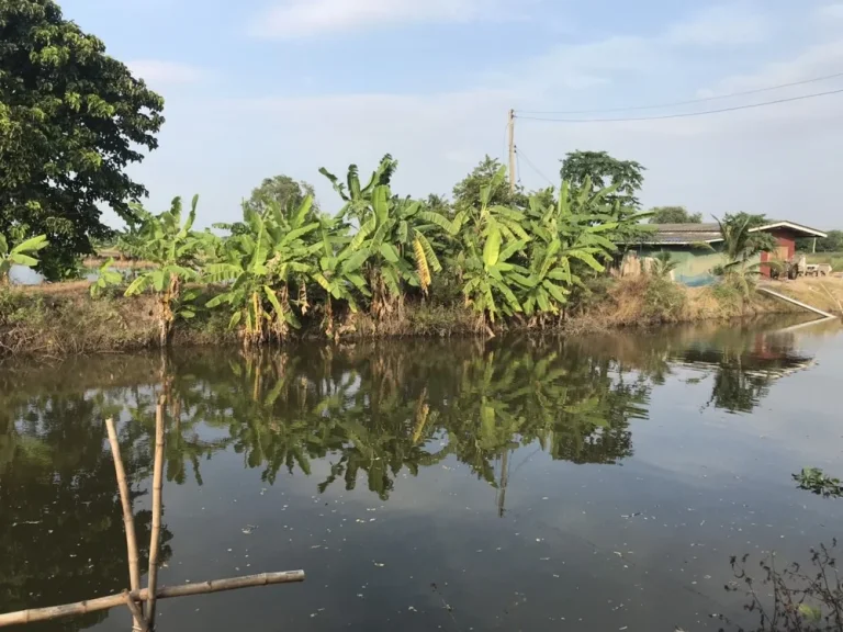 ที่ดินสวย สภาพแวดล้อมดี ทำเลดี บรรยากาศร่มรื่น อากาศดีมาก ย่านลาดหลุมแก้ว ปทุมธานี