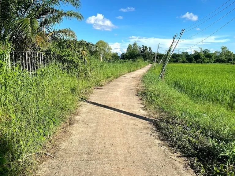 ขายที่ดินพร้อมต้นปาร์ม ตพานพร้าว อศรีเชียงใหม่ จหนองคาย