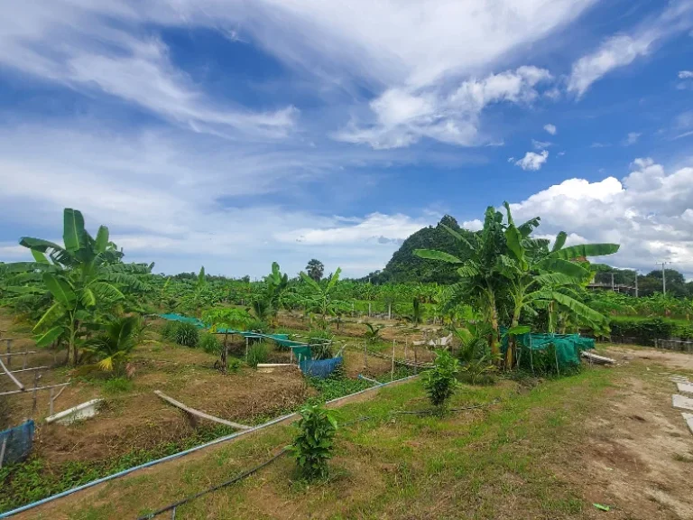 ขายที่ดินพร้อมบ้านสวน เพชรบุรี ใกล้ถนน เพชรเกษม พร้อมอยู่ แปลงสวย