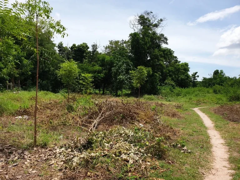 ขายที่ดิน พื้นที่เกือบ 2 ไร่ อเมือง จสุพรรณบุรี เจ้าของโพสเอง ติดต่อได้โดยตรง ติดถนนคอนกรีต ถมแล้ว มีน้ำ-ไฟฟ้า จาก MRT 80 นาที