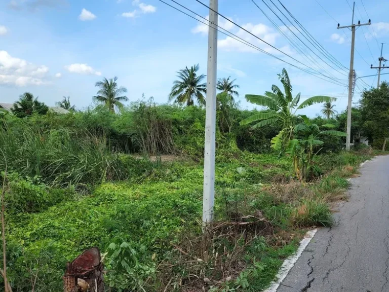 ขายที่ดินติดถนนกว้าง 50 เมตร ขนาด 1ไร่ สวนส้ม อำแพง จสมุทรสาคร