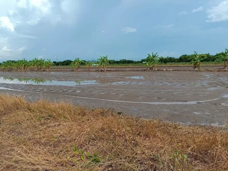 ขายที่ดินคลอง 12 หนองเสือ 2ไร่ เหมาะปลูกบ้าน ทำเกษตรเล็กๆ บรรยากาศดี ใกล้แหล่งชุมชน