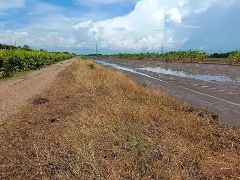 ขายที่ดินคลอง 12 หนองเสือ 2ไร่ เหมาะปลูกบ้าน ทำเกษตรเล็กๆ บรรยากาศดี ใกล้แหล่งชุมชน