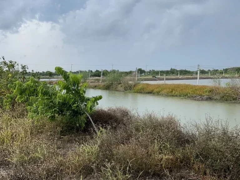 ที่ดินติดริมแม่น้ำบางประกง มีถนนคอนกรีต น้ำ ไฟ