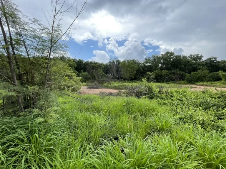 ที่ดินติดริมแม่น้ำบางประกง มีถนนคอนกรีต น้ำ ไฟ