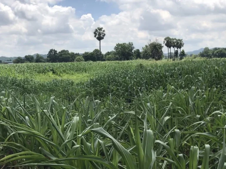 ขายที่ดิน 6-1-735 ไร่ บ้านซับโพนทอง ตนายาว อพระพุทธบาท สระบุรี