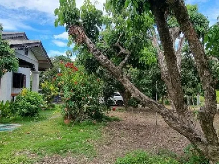 โซนบ้านเหล่า เวียงหนองล่อง ป่าซาง ลำพูน บ้านในสวนผสม บ้านเหล่า