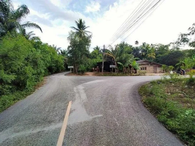 ขายที่ดินสวนมะพร้าว ติดริมคลองมะขามเตี้ยที่ดินสวยสภาพแวดล้อมดี อเมืองสุราษฎร์ธานี