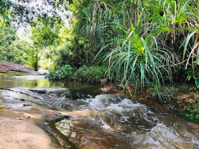 ขายที่ดินสวนยางติดลำห้วย เขื่อนสิรินธร อุบลราชธานี