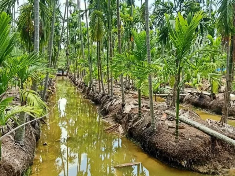 ขายที่ดินติดแม่น้ำบางปะกง ฝั่งงอก อบางคล้า จฉะเชิงเทรา