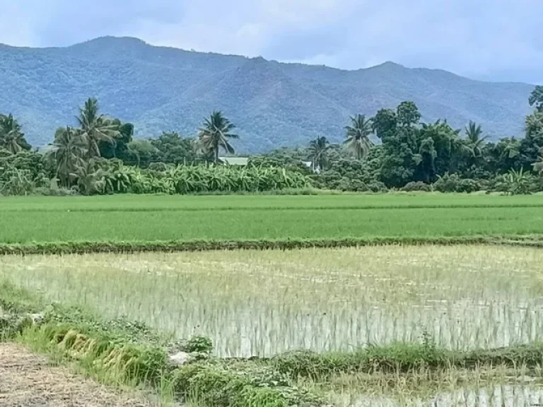 โซน ตบ้านกาด อำเภอแม่วาง จเชียงใหม่ ที่นาวิวสวย วิวดอย น้ำดี