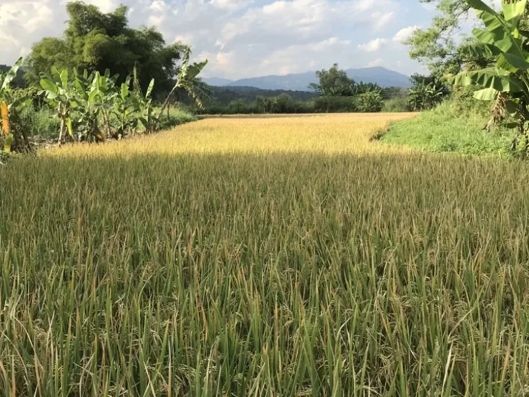 ที่ดิน แม่แตง เชียงใหม่ ติดน้ำ มีน้ำเหมืองล้อม ภูเขา มีโฉนด