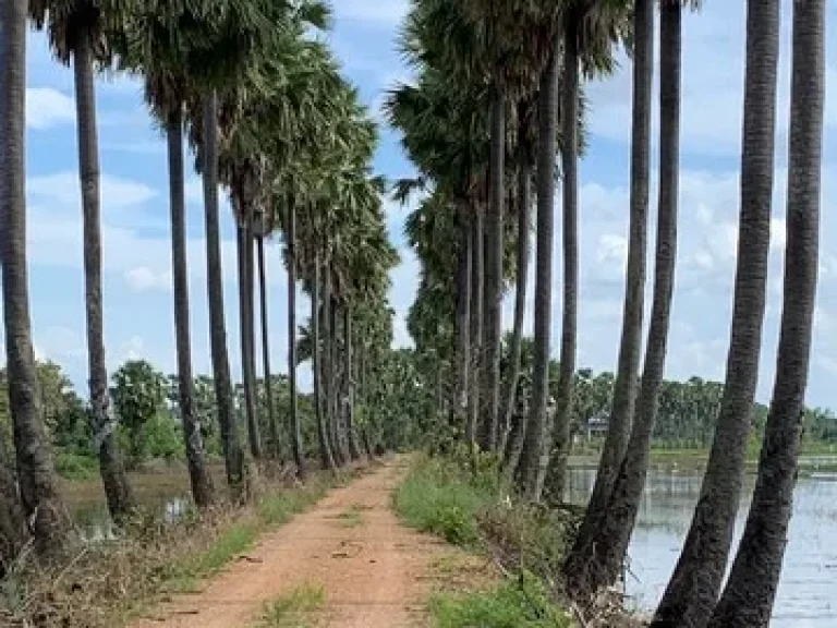 ขายที่ดิน ถนน รังสิต-นครนายก ตำบล บางอ้อ อำเภอ บ้านนา จังหวัด นครนายก