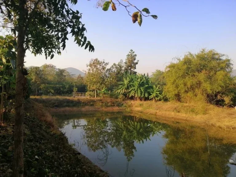 โซนลำพูน ศรีบัวบาน อำเภอเมือง จลำพูน ตำบล ศรีบัวบาน อเมือง ลำพูน