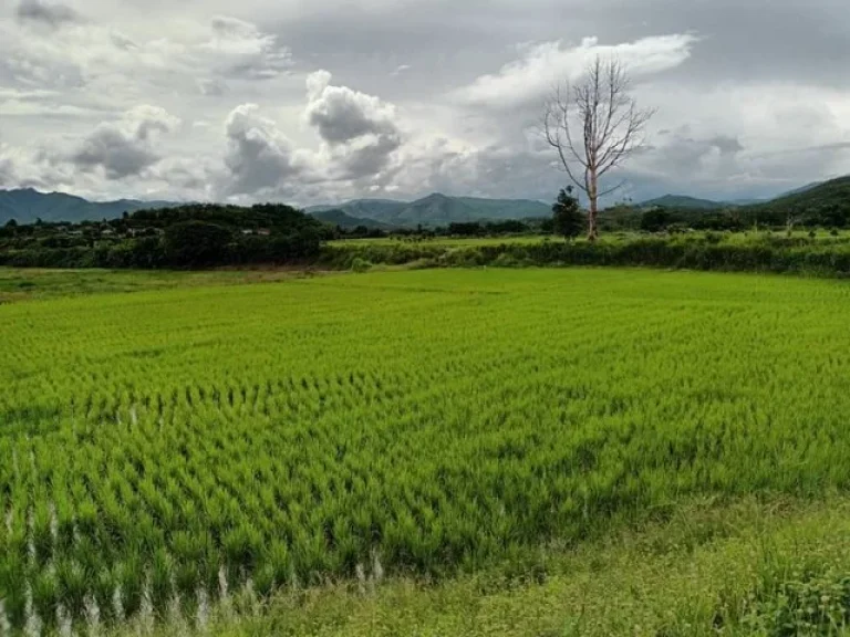 โซนบ้านแม อสันป่าตอง จเชียงใหม่ บ้านทุ่งศาลา ที่สวย ติดน้ำขาน