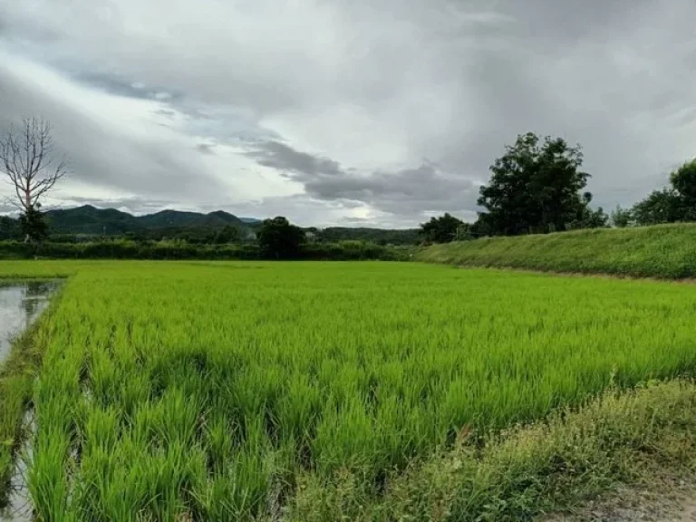 โซนบ้านแม อสันป่าตอง จเชียงใหม่ บ้านทุ่งศาลา ที่สวย ติดน้ำขาน