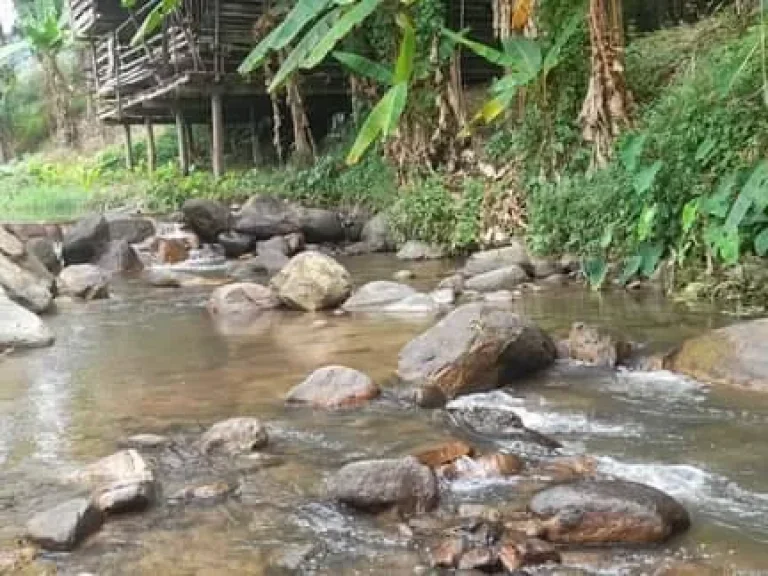 ขายที่ดินดอยสะเก็ตป่าเมี่ยงติดลำธารน้ำไหลผ่านพร้อมโอนราคาถูก