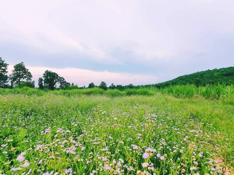 ขายที่ดินติดภูเขากาฬสินธุ์ สหัสขันธ์ ใกล้ภูสิงห์วิวสวยจริงๆ ที่โฉนดหน้ากว้างติดถนนราว308เมตร ใกล้ถนนใหญ่ ไม่ไกลจากตัวเมือง 48 ไร่ราคาแค่7ล้าน หายากมาก