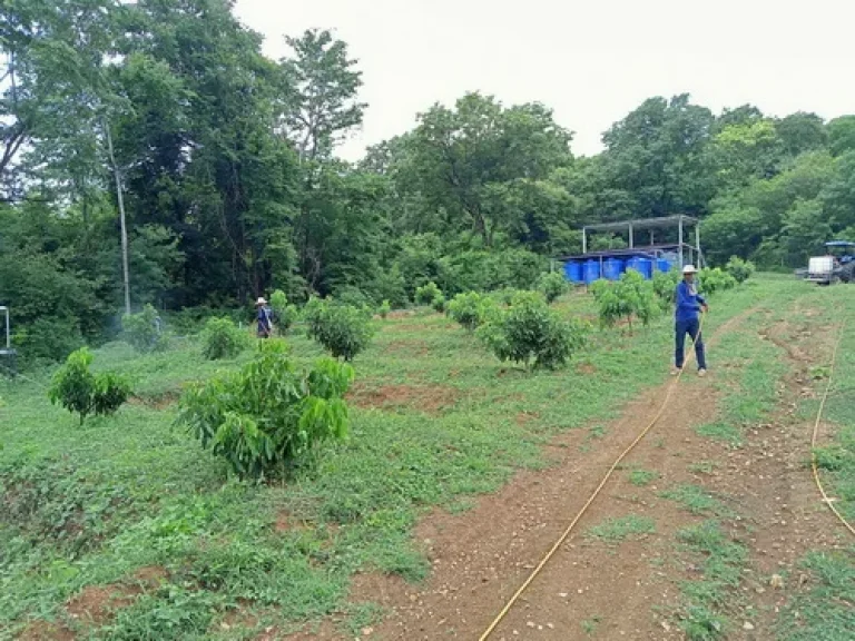 ขายสวนผลไม้ 64 ไร่ อวิเชียรบุรี จเพชรบูรณ์ ปลูกมะพร้าวน้ำหอม มะละกอฮอนแลน ทุเรียนหมอนทอง ฯลฯ