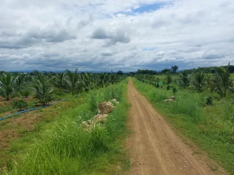 ขายสวนผลไม้ 64 ไร่ อวิเชียรบุรี จเพชรบูรณ์ ปลูกมะพร้าวน้ำหอม มะละกอฮอนแลน ทุเรียนหมอนทอง ฯลฯ