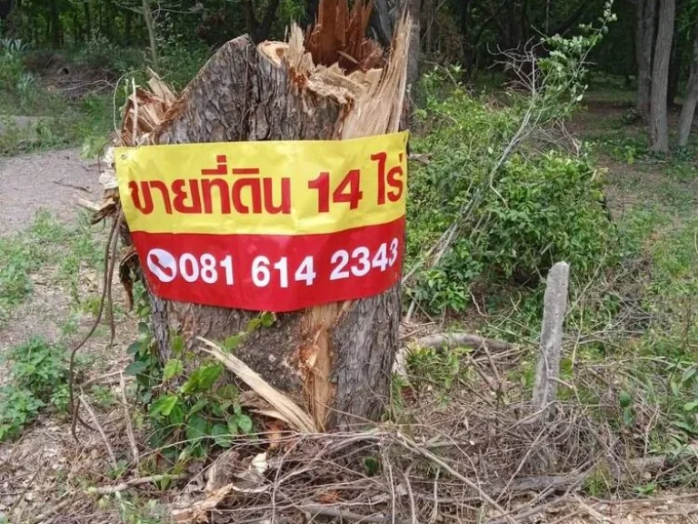 ขายที่ดินสวนป่า 14 ไร่ ตำบลชัยบาดาล อำเภอชัยบาดาล จังหวัดลพบุรี