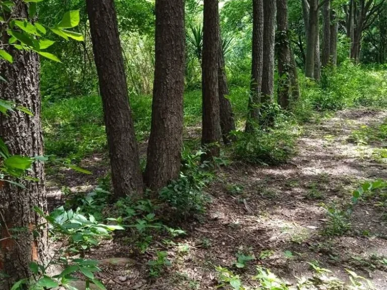 ขายที่ดินสวนป่า 14 ไร่ ตำบลชัยบาดาล อำเภอชัยบาดาล จังหวัดลพบุรี