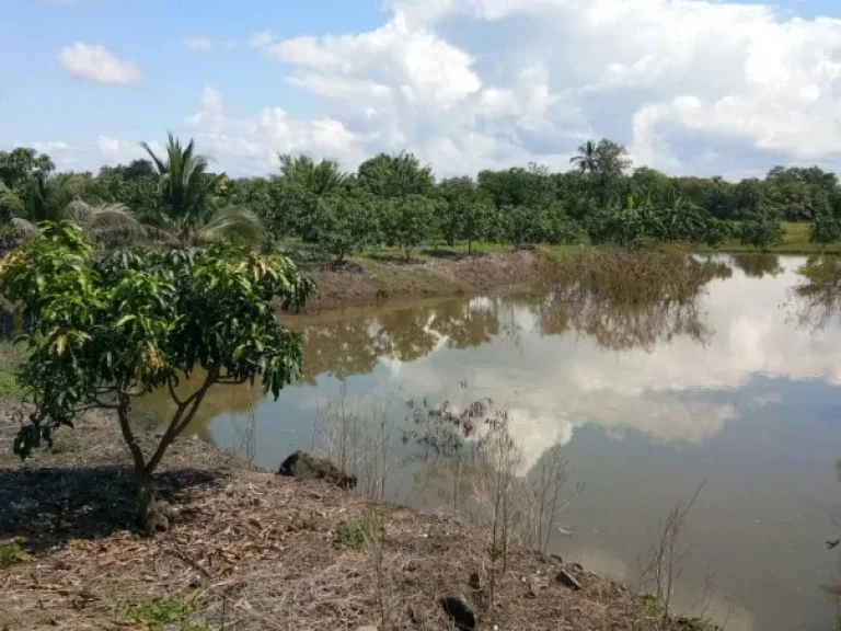 ขายที่ดิน สวนมะม่วงทั้งหมดเหมาะสำหรับปลูกบ้านและรีสอร์ท ในเพชรบูรณ์