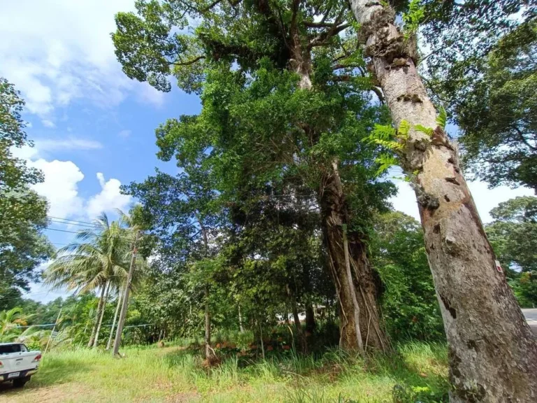 ขายที่ดินติดถนนใหญ่ บรรยากาศดี อำเภอขลุง จจันทบุรี