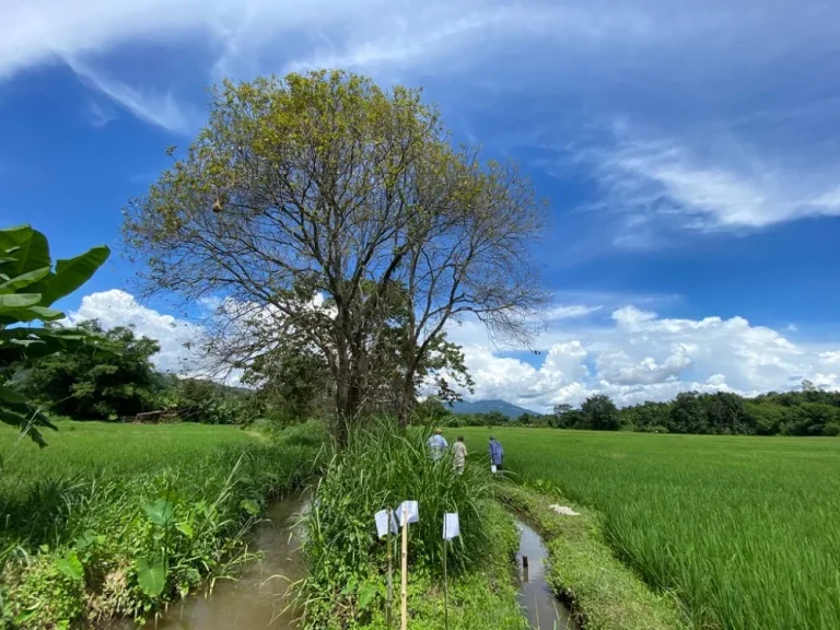 ที่ดินแม่แตง เชียงใหม่ ติดน้ำ ภูเขา มีน้ำล้อม มีโฉนด