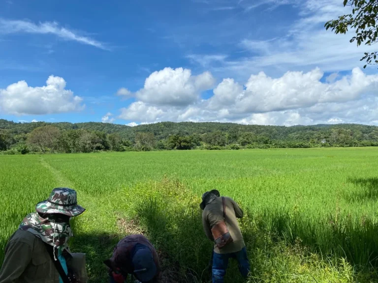 ที่ดินแม่แตง เชียงใหม่ ติดน้ำ ภูเขา มีน้ำล้อม มีโฉนด