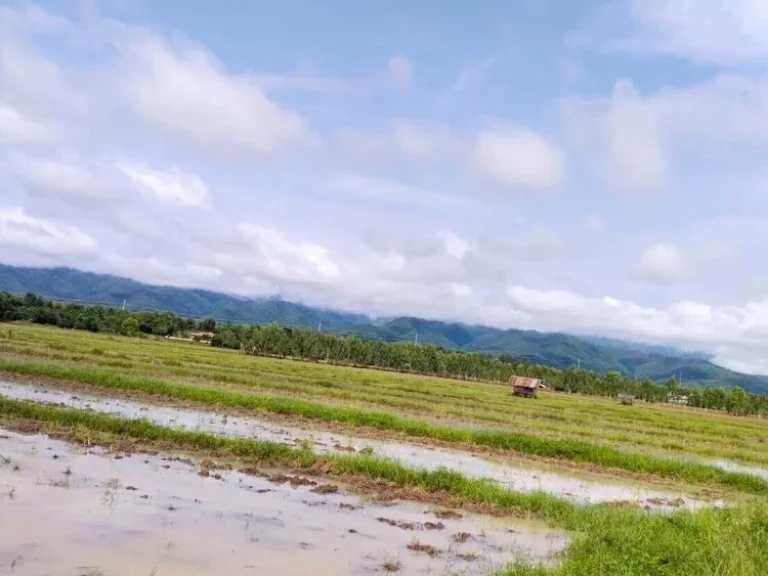 ขายที่ดิน พะเยา สายเชียงราย-พะเยา แม่ใจ 6 ไร่ ราคาดี ด่วน