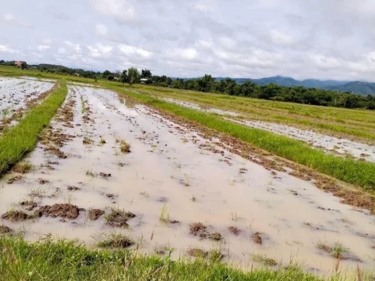 ขายที่ดิน พะเยา สายเชียงราย-พะเยา แม่ใจ 6 ไร่ ราคาดี ด่วน