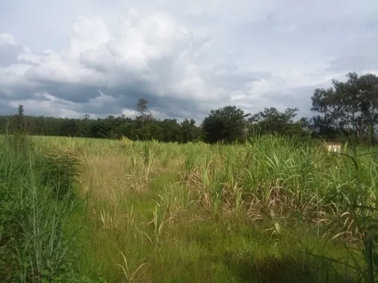 ที่ดินสวยติดลำโดมน้ำ ใกล้แหล่งท่องเที่ยวธรรมชาติ อเดชอุดม จ อุบลราชธานี ใกล้ปทลาว