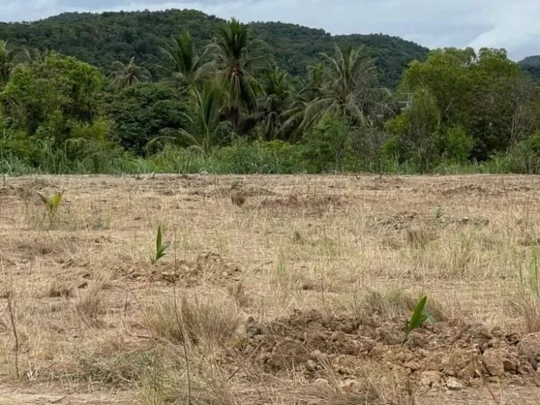 ขายด่วนที่ดินหัวหิน จังหวัดประจวบคีรีขันธ์ ถมเรียบร้อย