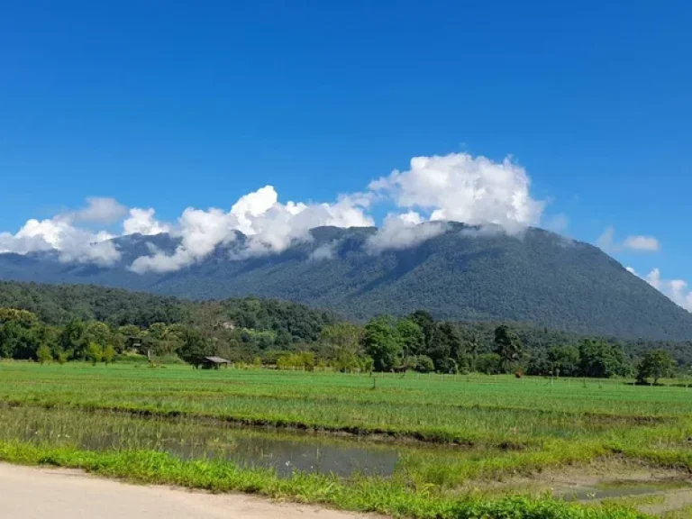 ขายที่นาเชียงดาววิวสวย100 วิวดอยหลวง ดองนาง ชัดมากเลยคะ ที่ดินมี 9ไร่ 2งาน 21วา