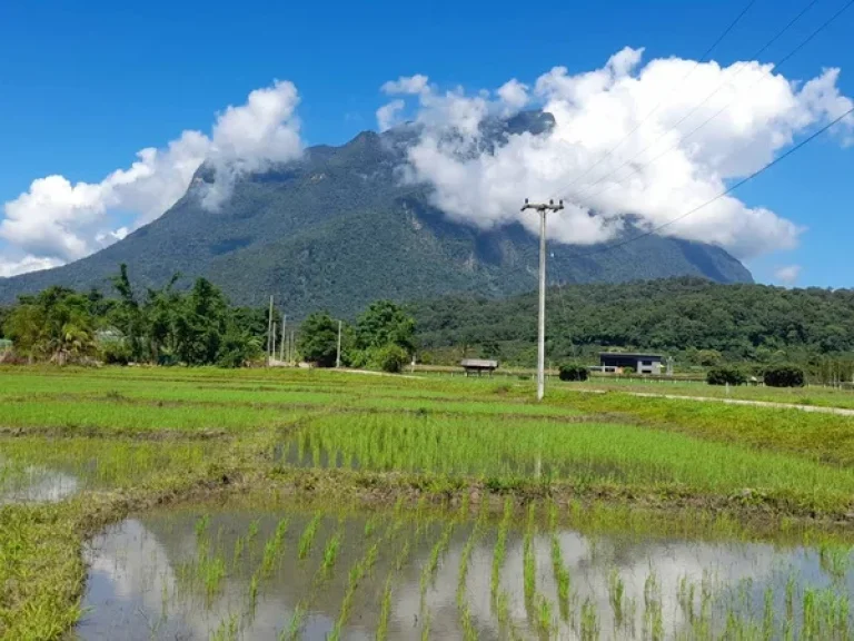 ขายที่นาเชียงดาววิวสวย100 วิวดอยหลวง ดองนาง ชัดมากเลยคะ ที่ดินมี 9ไร่ 2งาน 21วา