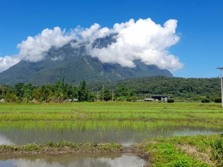 ขายที่นาเชียงดาววิวสวย100 วิวดอยหลวง ดองนาง ชัดมากเลยคะ ที่ดินมี 9ไร่ 2งาน 21วา