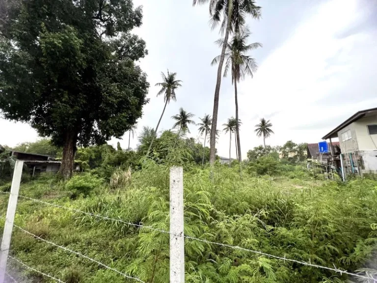 ลดราคาแรง ขายที่ดินสวย ใกล้หาดบางแสน ถมแล้วเรียบร้อย ล้อมรั้วเป็นสัดส่วน