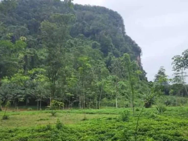 ขายที่ดินทำเลสวย บรรยากาศดี 19 ไร่ อำเภอเมือง กระบี่